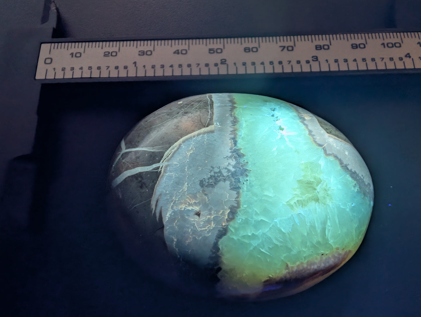 Septarian Palmstone