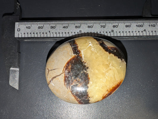 Septarian Palmstone